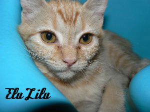 Elu'Lilu