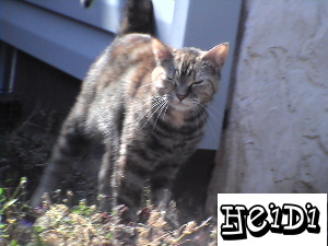 Heidi