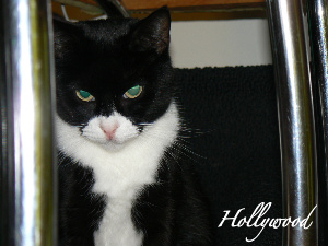 Holly