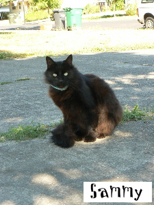 Sammy